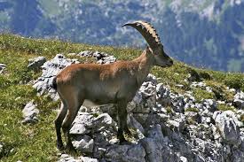 Base camp at Deosei Plateau Tour

